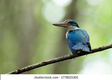 Mangrove Kingfisher Perching On A Mnagrove Branch