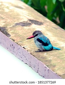 Mangrove Kingfisher Sitting On A Wall