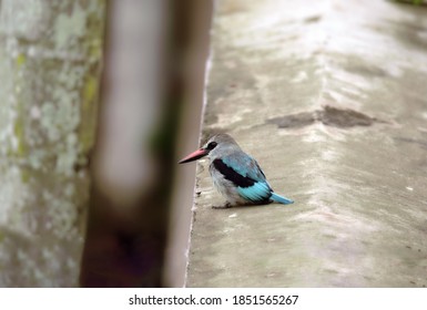 Mangrove Kingfisher Sitting On A Wall In Profile