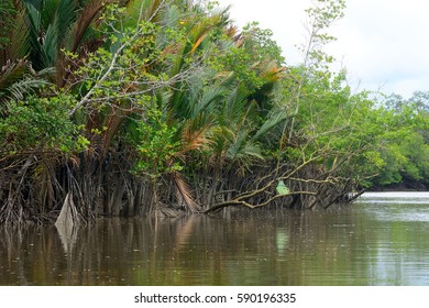 Mangrove, Kuching Wetland National Park, Borneo, Malaysia