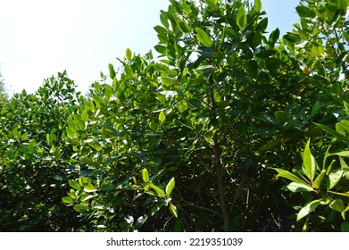 Mangrove Leaves In The Wonorejo Mangrove Forest, Surabaya