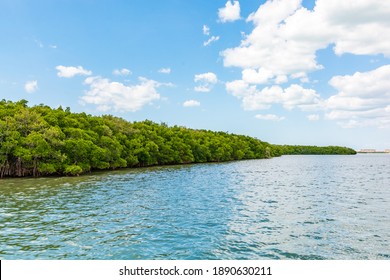 Mangrove National Park Florida Summer