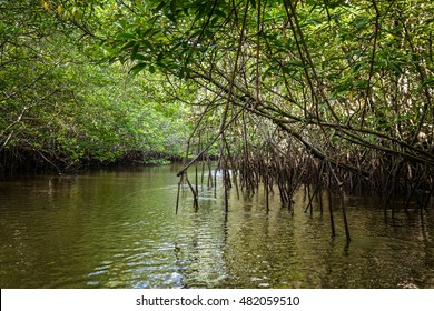 Mangrove On Bintan Island In Indonesia