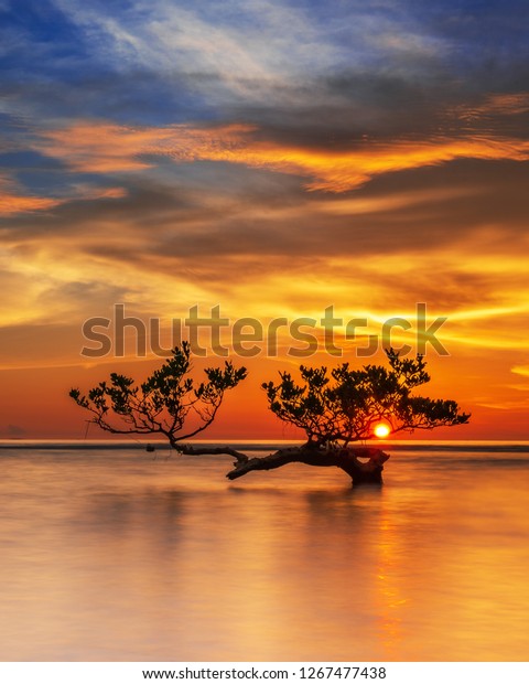 Mangrove Pandeglang Banten Before Tsunami Stock Image Download Now