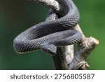 Mangrove pit viper in attacking position, close up photo of a mangrove pit viper	
