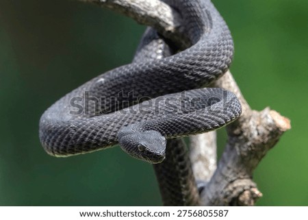 Mangrove pit viper in attacking position, close up photo of a mangrove pit viper	
