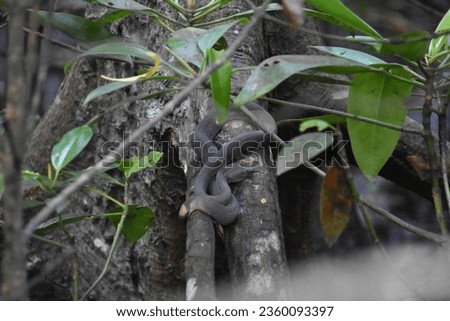 A mangrove pit viper at Pasir Ris Park, Singapore.