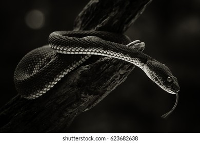 415 Mangrove Pit Viper Snake Images, Stock Photos & Vectors | Shutterstock