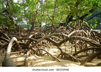 45,962 Mangrove beach Images, Stock Photos & Vectors | Shutterstock