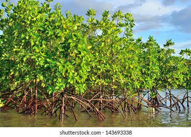 Mangrove plants growing in wetlands.protective earth connection from the storm. And breeding animals.