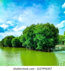 Mangrove Plants on the River - Shutterstock ID 2127996347
