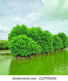 Mangrove Plants on the River - Shutterstock ID 2127996350