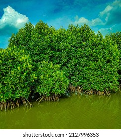Mangrove Plants on the River - Shutterstock ID 2127996353