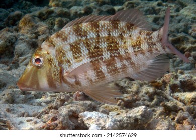 93 Red mangrove snapper Images, Stock Photos & Vectors | Shutterstock