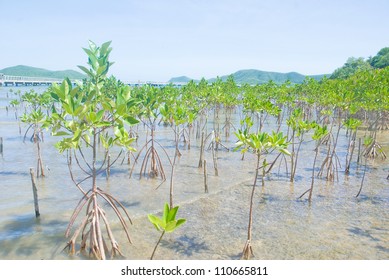 Mangrove Reforestation