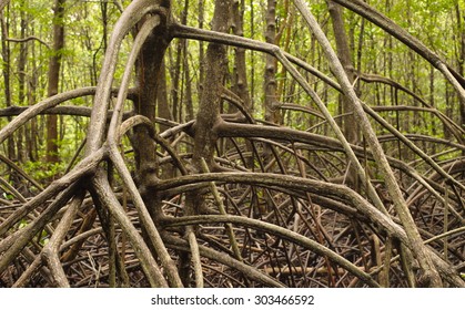 Mangrove Root 