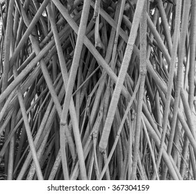 Mangrove Root In Black And White