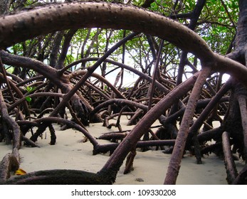 Mangrove Root In Queensland, Australia