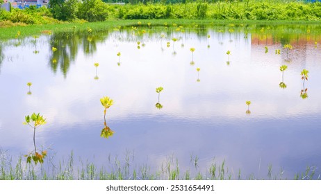 Mangrove seedlings are growing in a large pond in a mangrove plantation area. - Powered by Shutterstock