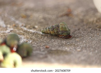 Mangrove snails (Cerithidea obtusa). a species of sea slug, a marine gastropod mollusk in the family Potamididae.