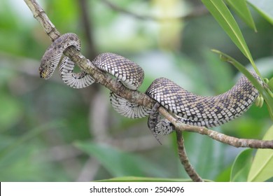 Mangrove   snake. Landkawi island. Malaysia - Shutterstock ID 2504096