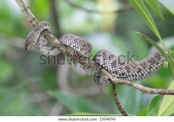 mangrove snake escape