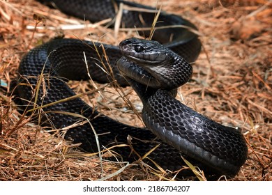 Mangrove Snakes Black Boiga, Cat Snake, Boiga Dendrophila