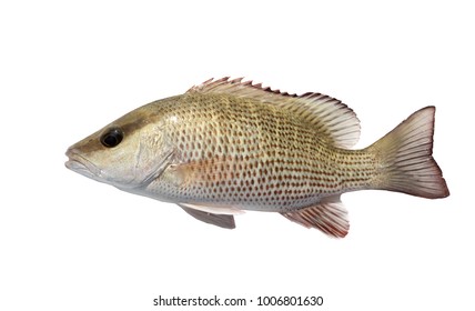 The Mangrove Snapper Or Gray Snapper (Lutjanus Griseus). Isolated On White Background