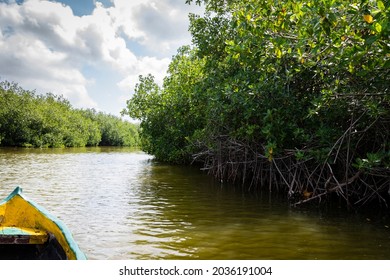 Mangrove Swamp Cartagena De Indias Colombia Stock Photo 2036191004 