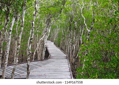 Mangrove Swamp In The City Of Cairns In Australia