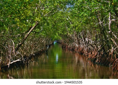 Mangrove Swamp In The Florida Everglades