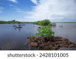 Mangrove swamp,
Punta Sur, Cozumel, Mexico