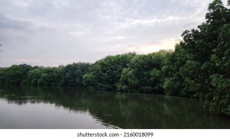 Mangrove Swamp, Mangrove Is Tropical Tree, Found Near Water, Whose Twisted Roots Grow Partly Above Ground