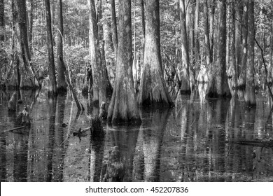 Mangrove swamp in Wakulla Springs State Park, Florida USA
