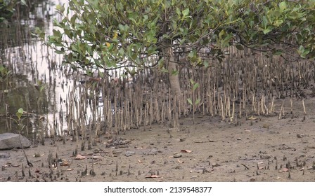 Mangrove Tree And Its Aerial Roots Along The Banks Of Concord Foreshore. Avicennia Marina