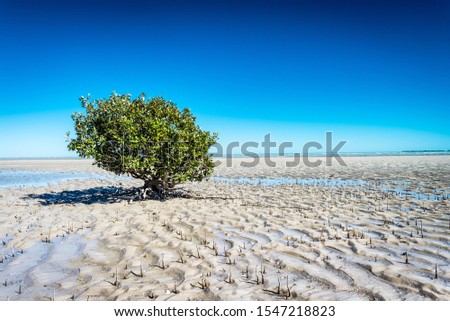 The mangrove tree is beating the odds surviving in a harsh environment.