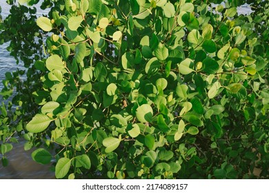 Mangrove Tree, Beautiful Mangrove Leaf,Mangrove Forest At The Beach