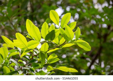Mangrove Tree, Beautiful Mangrove Leaf,Mangrove Forest In Thailand