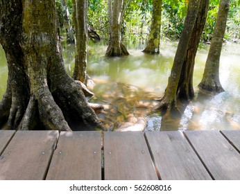 Mangrove Tree In Brackish Water