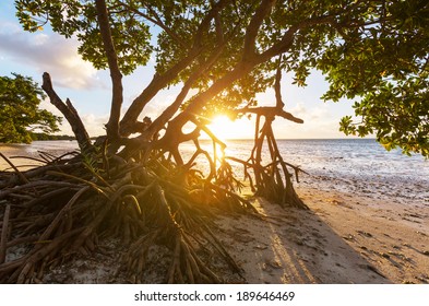 Mangrove Tree In Florida Coast