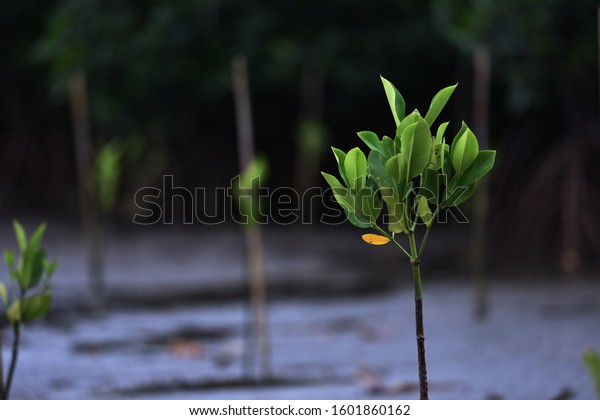 Mangrove Tree of Mangrove Forest.\
Mangrove planting activities at Lantebung, Makassar.\
Indonesia