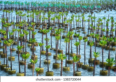 Mangrove Tree of Mangrove Forest. Seedlings grown on the coast Planted to take care of the coast Small trees of mangrove trees are growing. At Samsarn Island, Chonburi.Thailand.