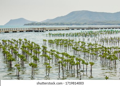 Mangrove Tree of Mangrove Forest Seedlings grown on the coast Planted to take care of the coast Small trees of mangrove trees are growing in tropical rain forest sunny day blue sky mountain background