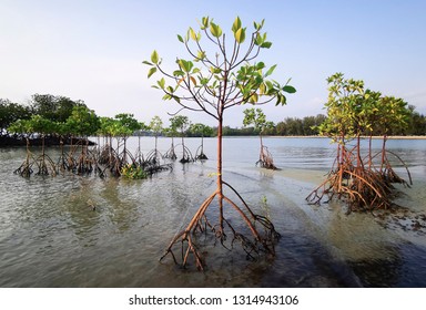 Mangrove tree group at the beach