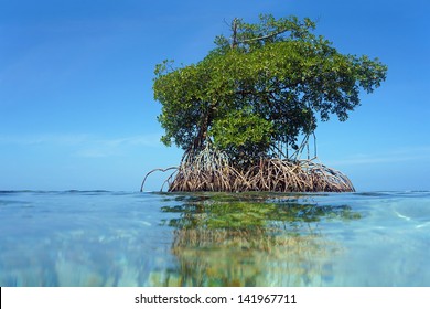 166,033 Mangrove Images, Stock Photos & Vectors | Shutterstock