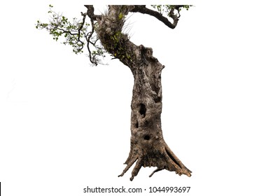 Mangrove tree Isolated on white background,Old tree has a hollow in the trunk,parasite plant on branch.