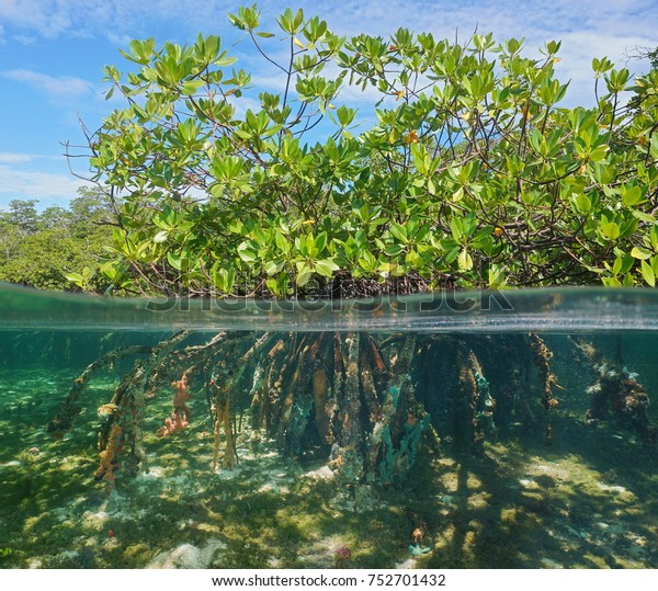 Mangrove tree over and under water surface, green\
foliage above waterline and roots with marine life underwater,\
Caribbean sea