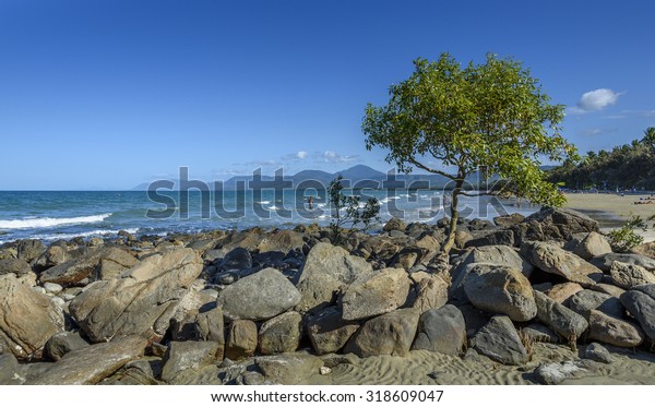mangrove tree Port Douglas\
beach