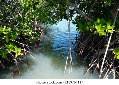 A Mangrove Tree With Red Roots By The Bay Near Bahia Honda State Park, Big Pine Key, Florida, U.S.A