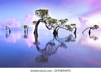 Mangrove tree refelct as mirror in water over Sunset time at Walakiri Beach Sumba Island Indonesia